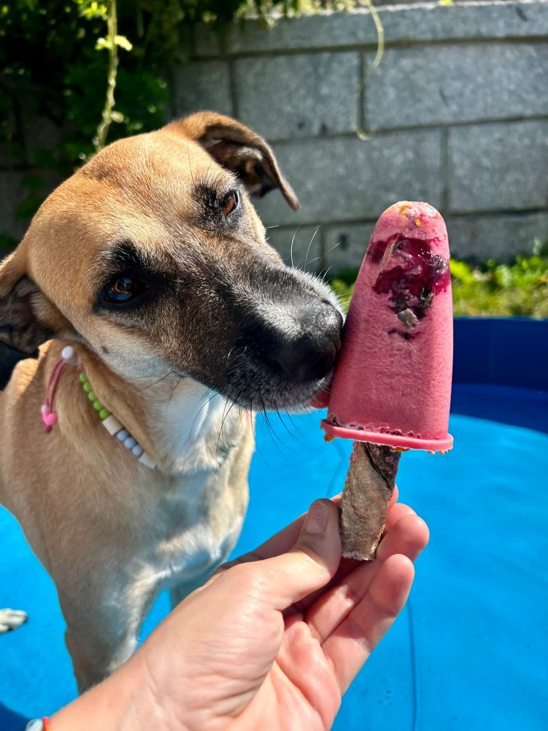 Gelato per cani e gatti Cooka's cookies (Kg/Size: 0,100)